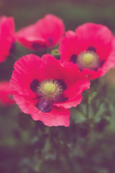 Pink Poppies Floral Art by Ann Hudec art print