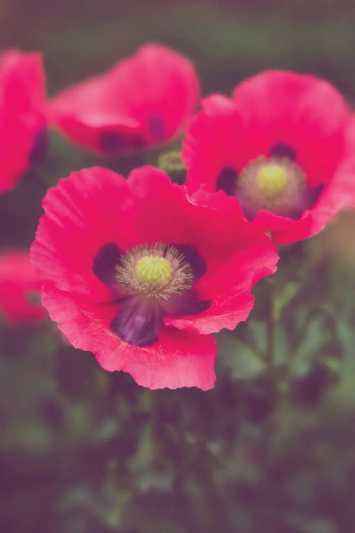 Pink Poppies Floral Art