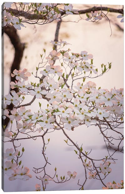 White Dogwood Blooms Spring Art Canvas Art Print - Zen Garden