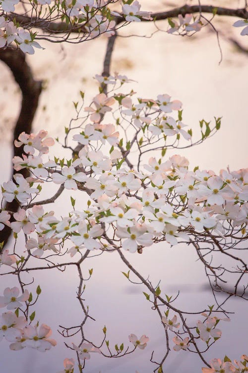 White Dogwood Blooms Spring Art