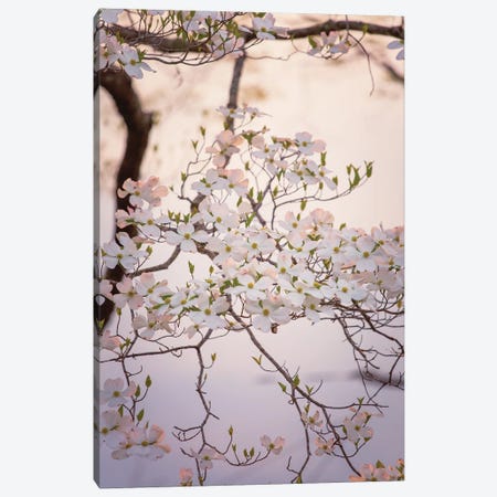 White Dogwood Blooms Spring Art Canvas Print #AHD274} by Ann Hudec Canvas Art