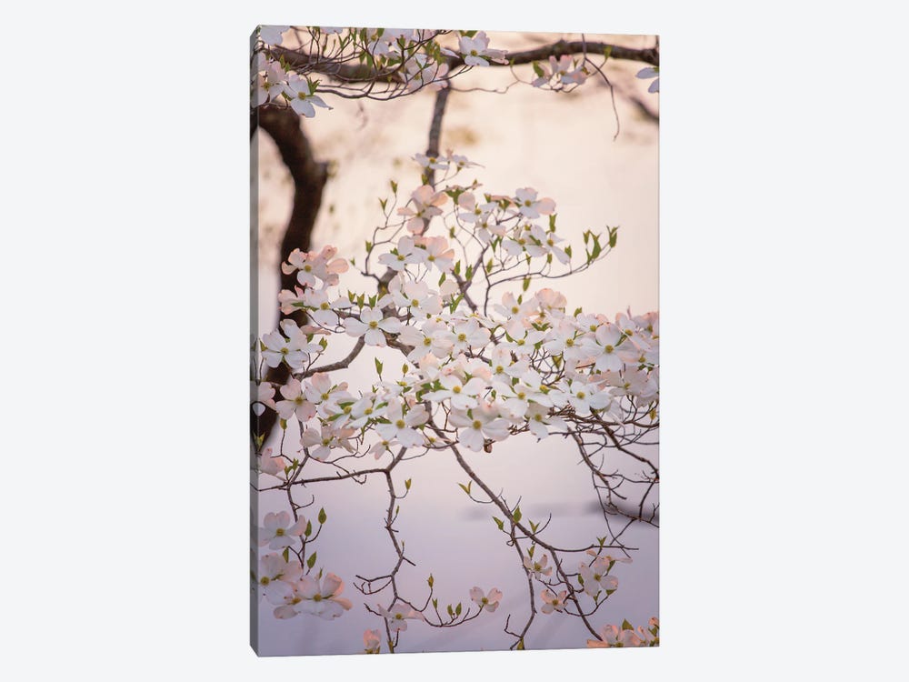 White Dogwood Blooms Spring Art by Ann Hudec 1-piece Canvas Art