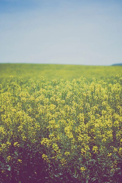 Fields Of Gold Rustic Decor by Ann Hudec canvas print