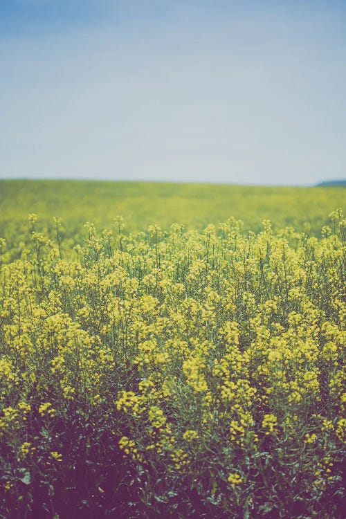 Fields Of Gold Rustic Decor