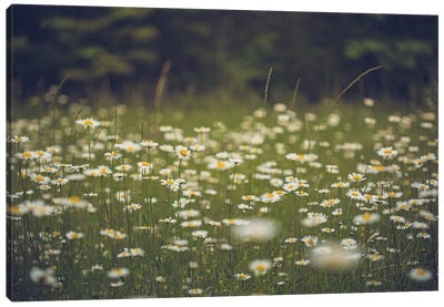 Field Of Daisies Wildflower Art Canvas Art Print - Daisy Art