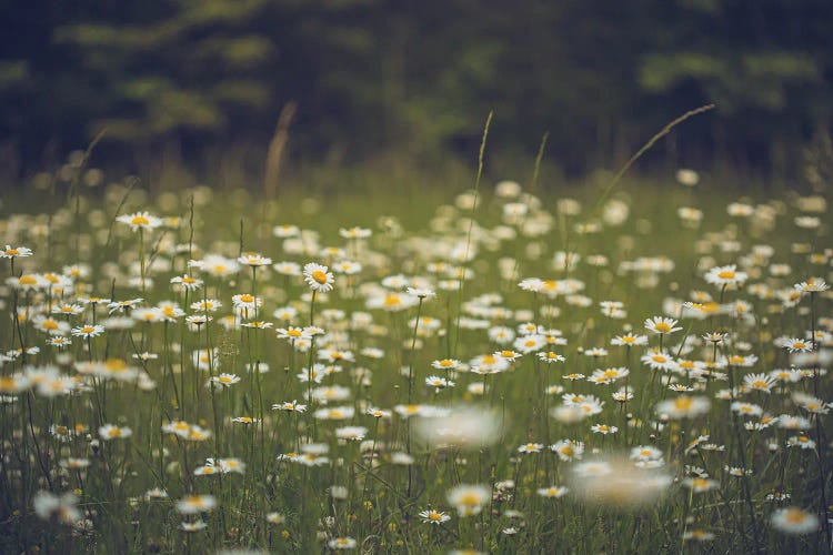 Field Of Daisies Wildflower Art