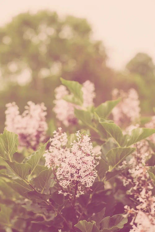 Spring Lilac Blooms II