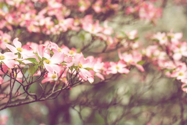 Tennessee Spring - Pink Dogwoods In Bloom