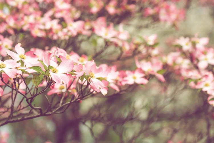 Tennessee Spring - Pink Dogwoods In Bloom by Ann Hudec wall art