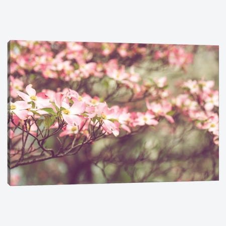 Tennessee Spring - Pink Dogwoods In Bloom Canvas Print #AHD288} by Ann Hudec Canvas Wall Art