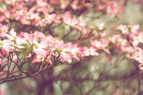 Tennessee: Tennessee Spring - Pink Dogwoods In Bloom by Ann Hudec