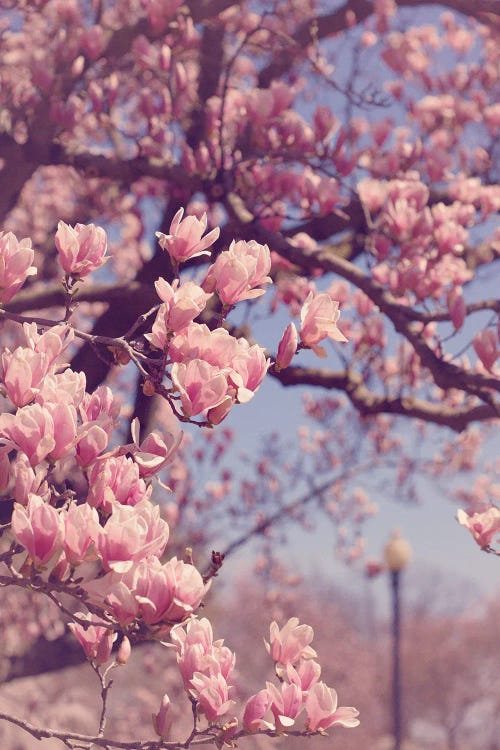 Spring In Washington DC