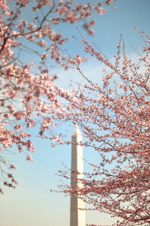 Cherry Blossoms And The Washington Monument