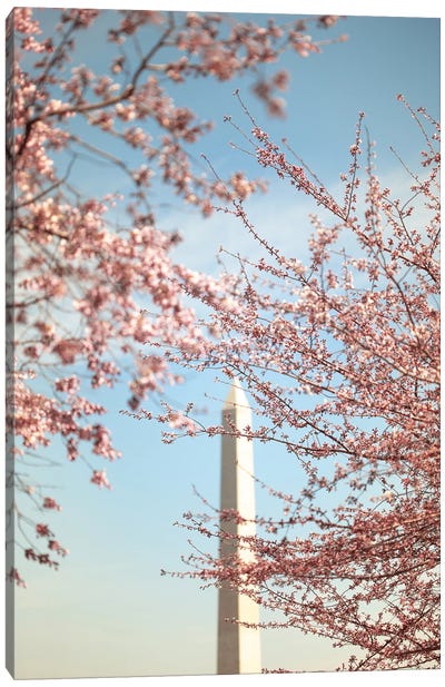 Cherry Blossoms And The Washington Monument Canvas Art Print - Cherry Tree Art