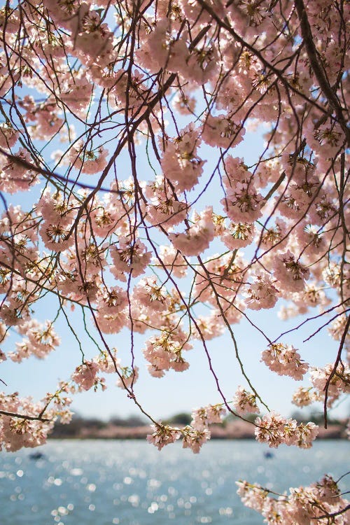 Washington DC Cherry Blossoms II