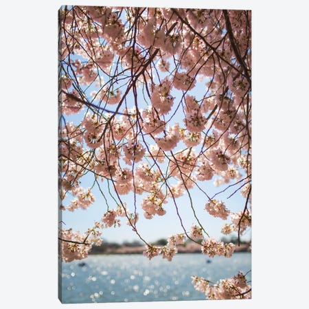 Washington DC Cherry Blossoms II Canvas Print #AHD292} by Ann Hudec Canvas Art Print