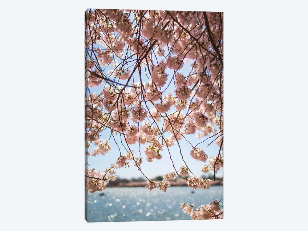 Washington DC Cherry Blossoms II by Ann Hudec 1-piece Canvas Art