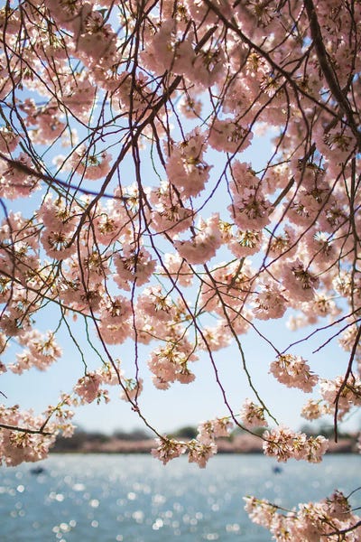 Ann Hudec: Washington DC Cherry Blossoms II by Ann Hudec