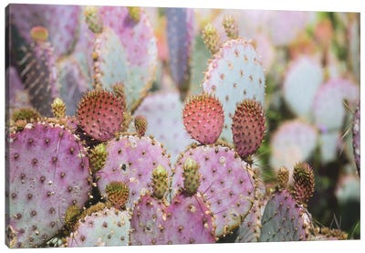 Cotton Candy Cacti Canvas Art Print - Vintage Styled Photography