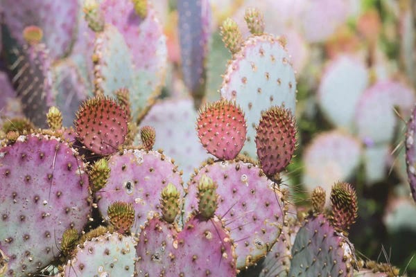 Ann Hudec: Cotton Candy Cacti by Ann Hudec