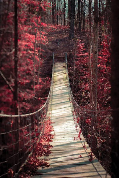 Enchanted Forest