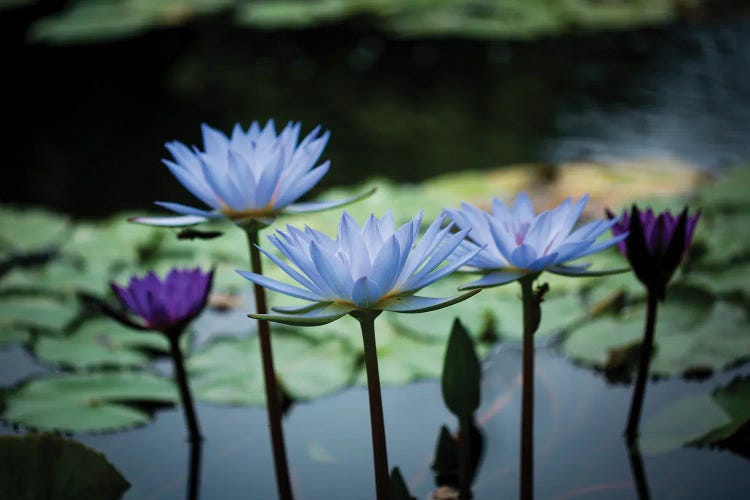 Twilight Water Lilies