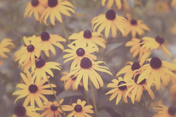 Ann Hudec: Summer Wildflowers Black Eyed Susans by Ann Hudec
