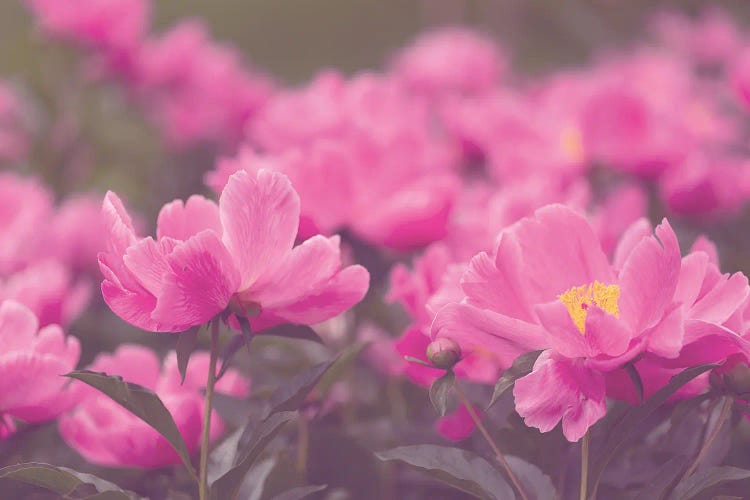 Spring Bouquet Pink Peonies by Ann Hudec wall art