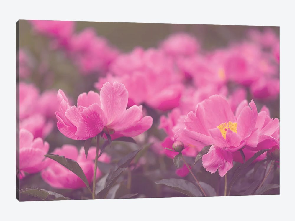 Spring Bouquet Pink Peonies by Ann Hudec 1-piece Canvas Art