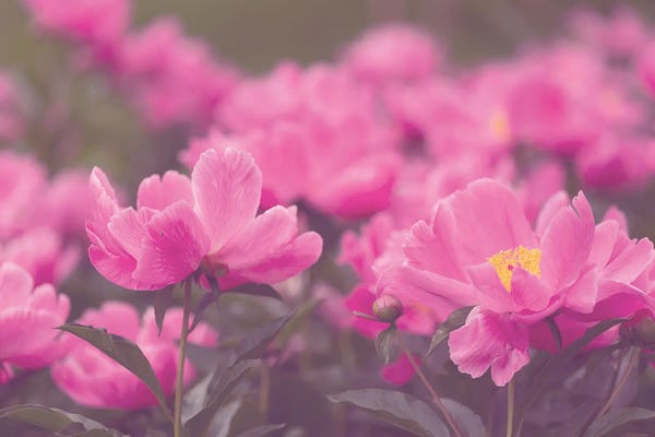 Ann Hudec: Spring Bouquet Pink Peonies by Ann Hudec