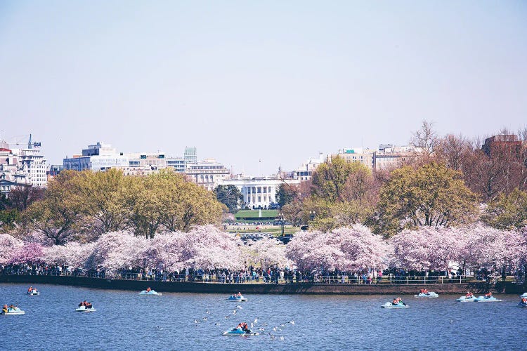 Washington DC In Bloom