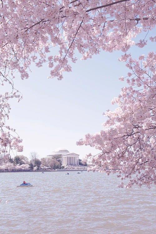 Washington DC In Bloom II
