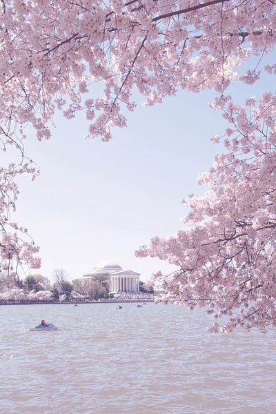 Ann Hudec: Washington DC In Bloom II by Ann Hudec