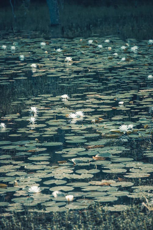 Louisiana Bayou Lotus Field