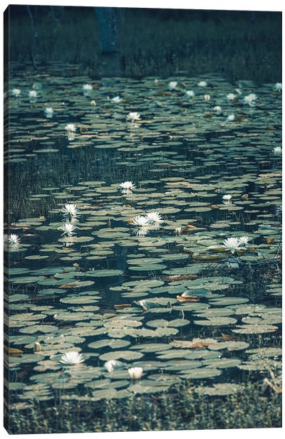Louisiana Bayou Lotus Field Canvas Art Print - Ann Hudec