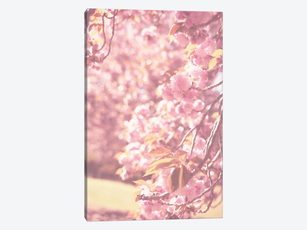 Spring Cherry Blossoms by Ann Hudec 1-piece Canvas Print