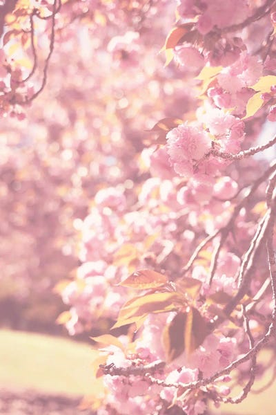 Ann Hudec: Spring Cherry Blossoms by Ann Hudec