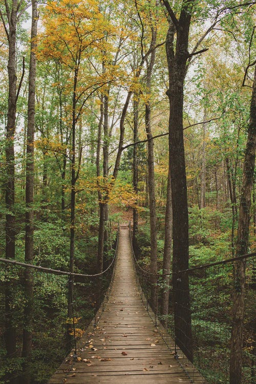 Autumn Walk In The Woods