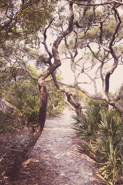 Path To The Beach X Florida Gulf Coast by Ann Hudec art print