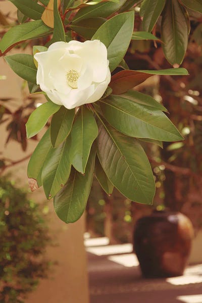 Ann Hudec: Rosemary Beach Florida Magnolia by Ann Hudec