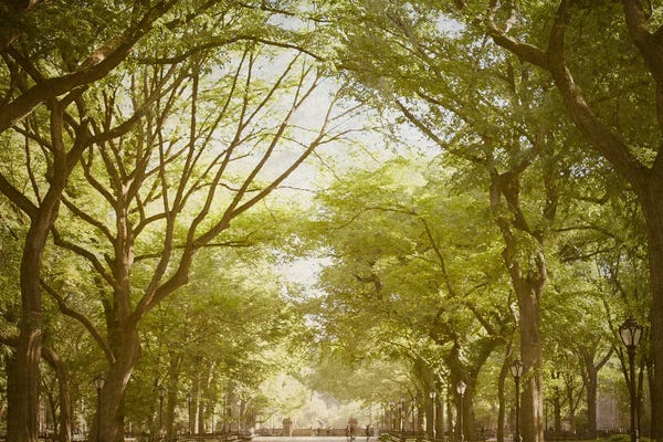 Ann Hudec: Central Park Mall NYC by Ann Hudec