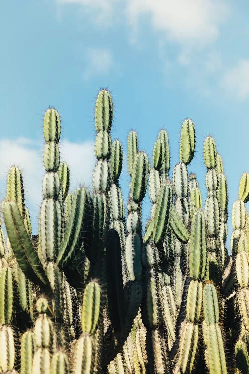 Desert Garden by Ann Hudec wall art