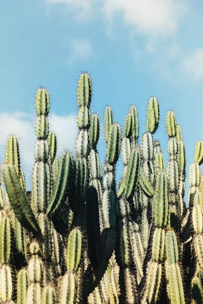 Ann Hudec: Desert Garden by Ann Hudec