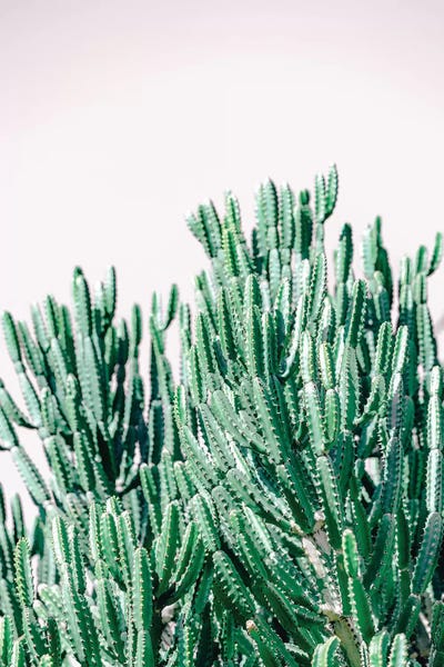 Ann Hudec: Desert Garden II by Ann Hudec