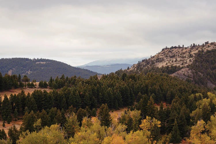 Autumn In Bridger Mountains Montana