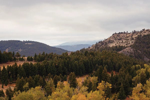 Autumn In Bridger Mountains Montana