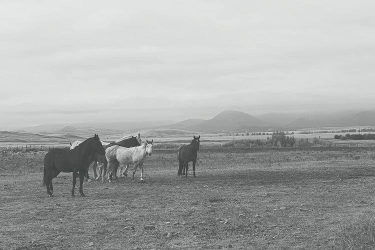 Montana Crazy Mountains Horses by Ann Hudec wall art