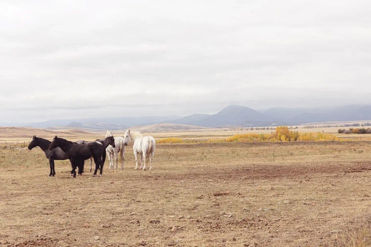 Montana Crazy Mountain Horses II