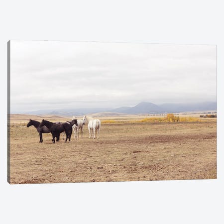 Montana Crazy Mountain Horses II Canvas Print #AHD395} by Ann Hudec Canvas Print