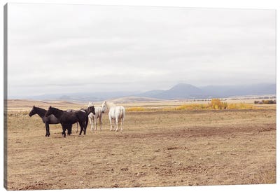 Montana Crazy Mountain Horses II Canvas Art Print - Ann Hudec